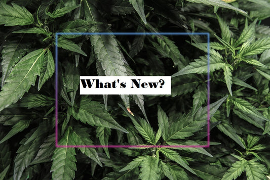 What’s new at Coughy This Week - June Week 4